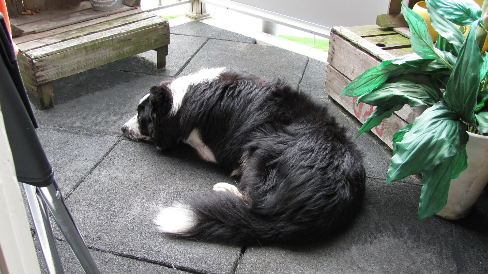 Can Border Collies be lazy? Debunking the energetic stereotype