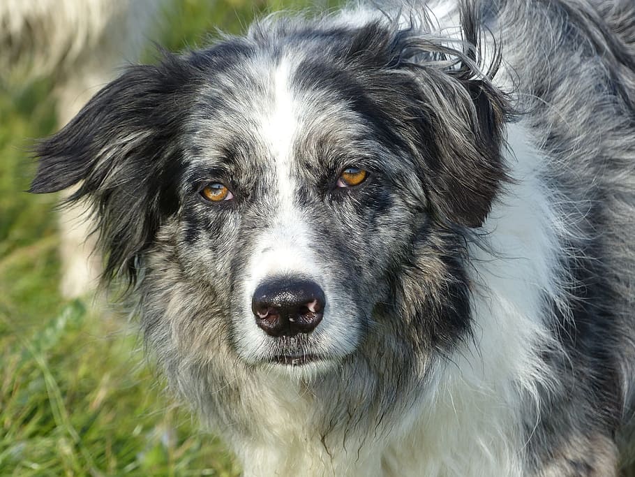 Border collie Stare, problem?