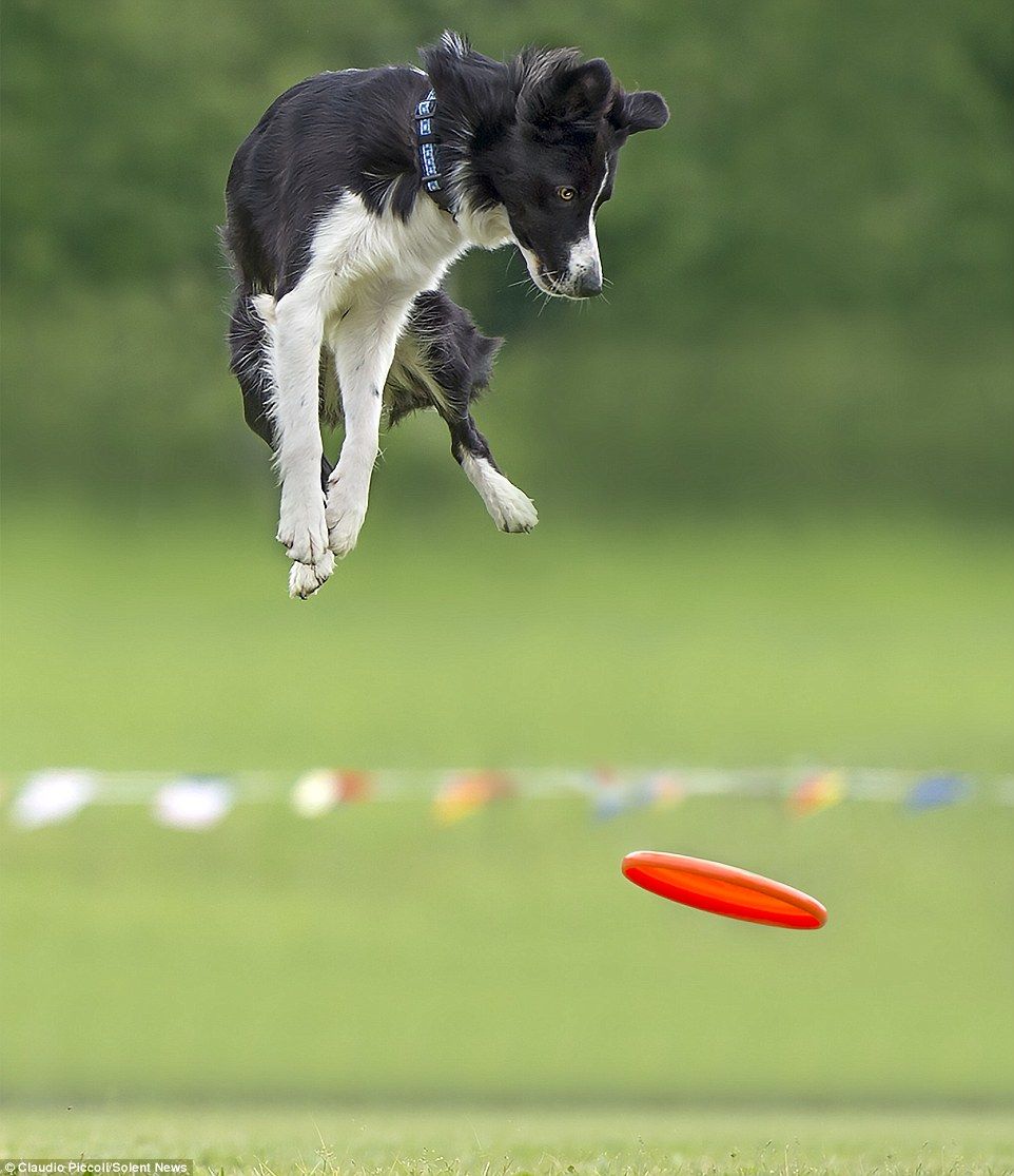 5 Amazing Border Collie Tricks to Learn