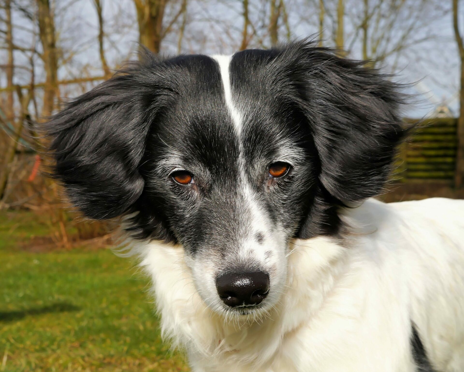 Male or Female Border Collie: Which is Right for You?