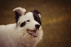 Understanding Border Collies and Their Health