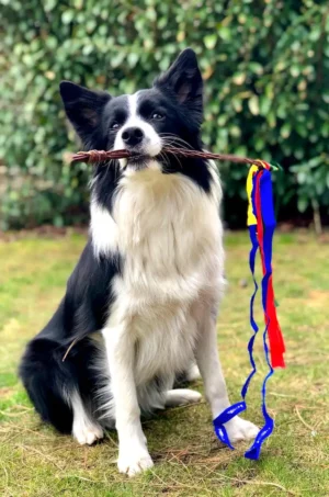 The Playtime: 5 Best Toys for Your Energetic Border Collie