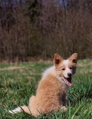 The Rollercoaster of the First Week with Your Border Collie Puppy