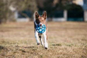 Top 5 Exercises to Keep Your Border Collie Happy and Healthy