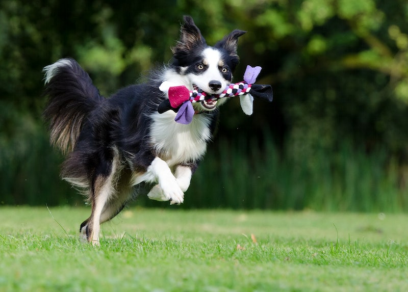 Top Mental Stimulation Toys for Border Collies