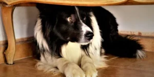 Understanding Border Collie Anxiety: Causes, Symptoms, and Effective Management